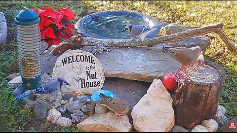 Florida Bird Feeder SWFL Live Camera HD