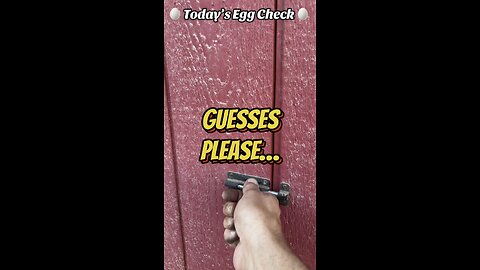 🥚 Thursday’s Egg Check! 🥚