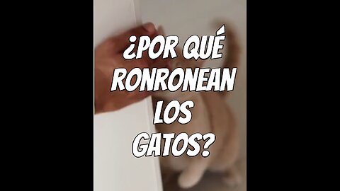 el-ronroneo-de-los-gatos
