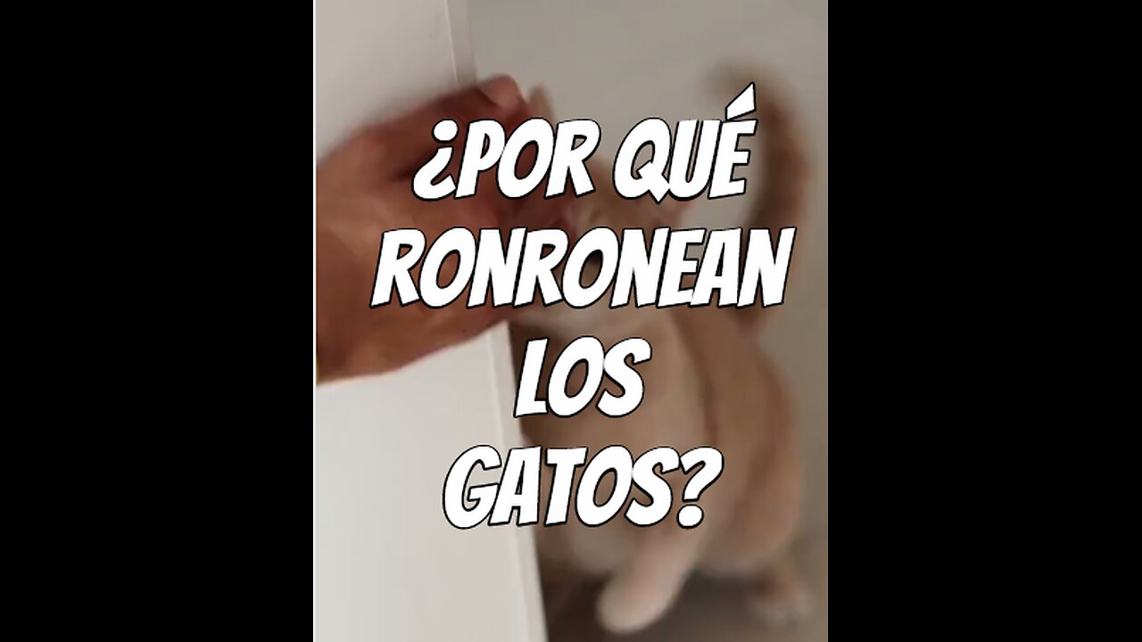 el-ronroneo-de-los-gatos
