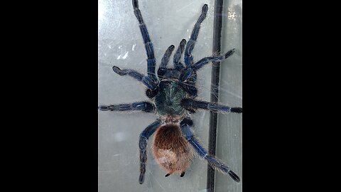 feeding Cobalt Blue and M. Balfouri Slings