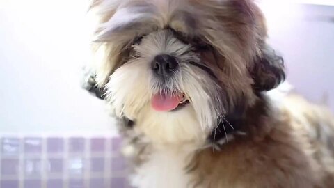 Shih Tzu Grooming Guide: Bathing, Haircut & Care Tips | Informative Dog Grooming Video"