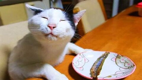 Funny cat reactions|funny cat compliation