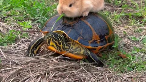 Squirrel on turtle.