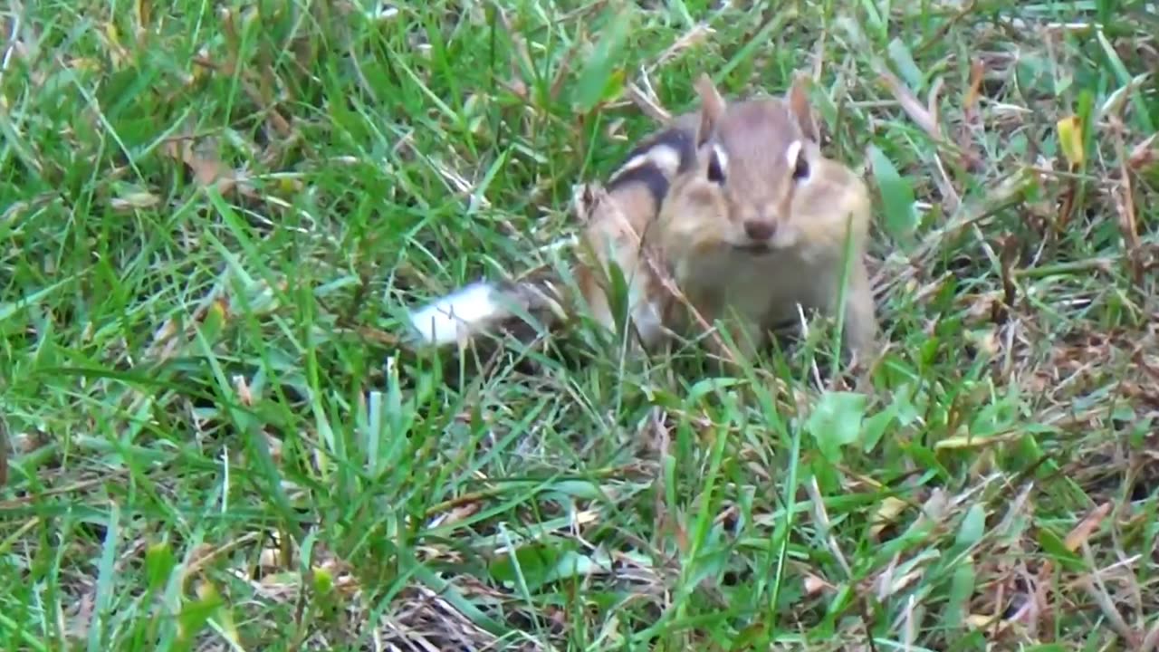 Chipmunk