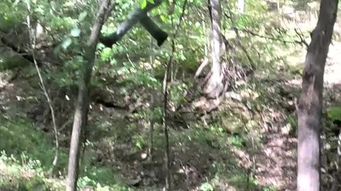 Took Tree Climbing Too Far at Devil’s Icebox 🌲😱 | Part 3