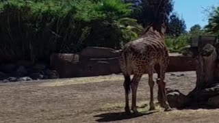 giraffe