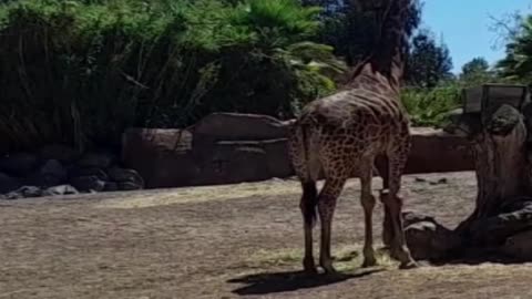 giraffe