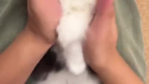 Oh My Gosh! This Kitten’s Reaction is Everything! 😍