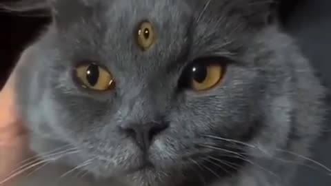 😱👁️ The Mysterious Three-Eyed Cat Will Leave You Speechless! | TheHauntingHour