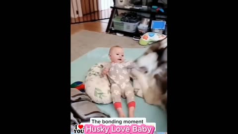 Husky Love Baby.
