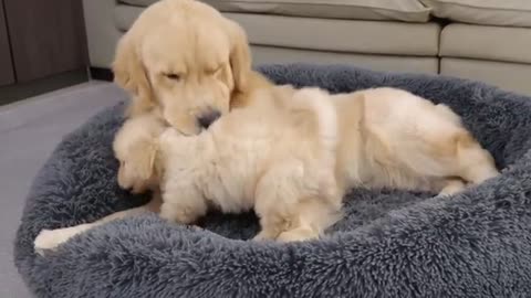 Puppy Steals Dad’s Bed – Funny Dog Moment!
