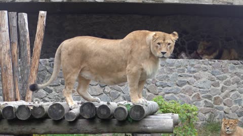 "Stay focused, go after your dreams.