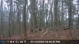 The Woods – 01/15/2026