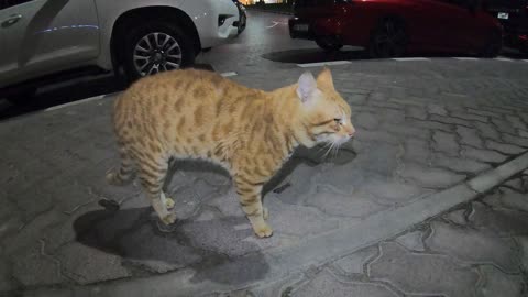 Homeless cats in Ras Al Khaimah, UAE: RIHANNA & CHRIS MARTIN & EMINEM #cat #cats #pets #straycat #4u