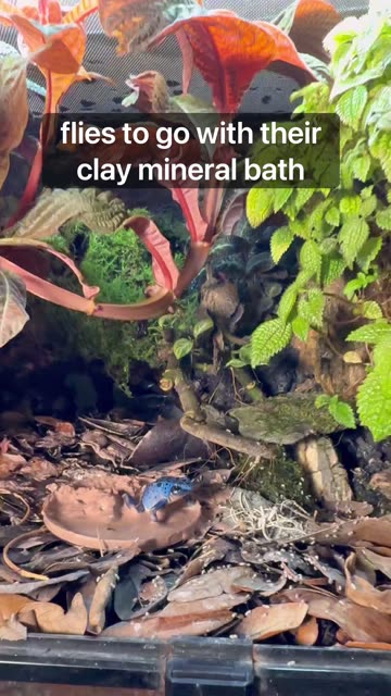 Fruit Flies With Your Mineral Bath