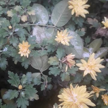 Chrysanthemums, stones and snow