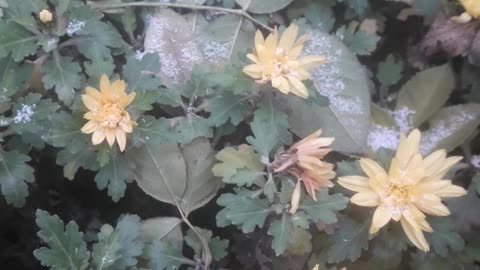 Chrysanthemums, stones and snow