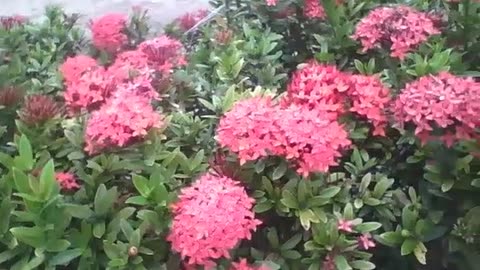 Beautiful garden of red ixora flowers, they are very pretty! [Nature & Animals]