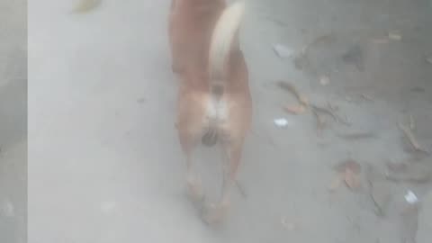 Real dog is very funny