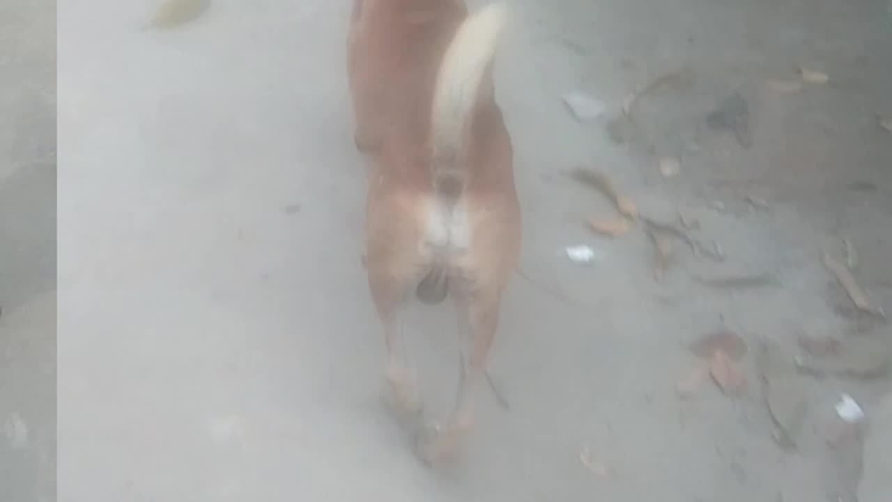 Real dog is very funny
