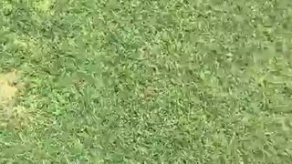 🤣🦖 You Won't Believe This Epic Velociraptor Moment! | FunFM