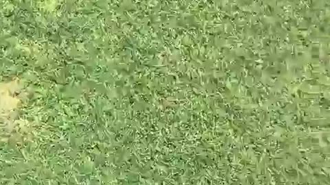 🤣🦖 You Won't Believe This Epic Velociraptor Moment! | FunFM