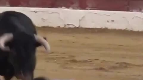 Screwing With Bulls