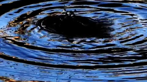 Align First, Act Second: The Secret to Magnetic Success #frequencyhealing #selfimprovement