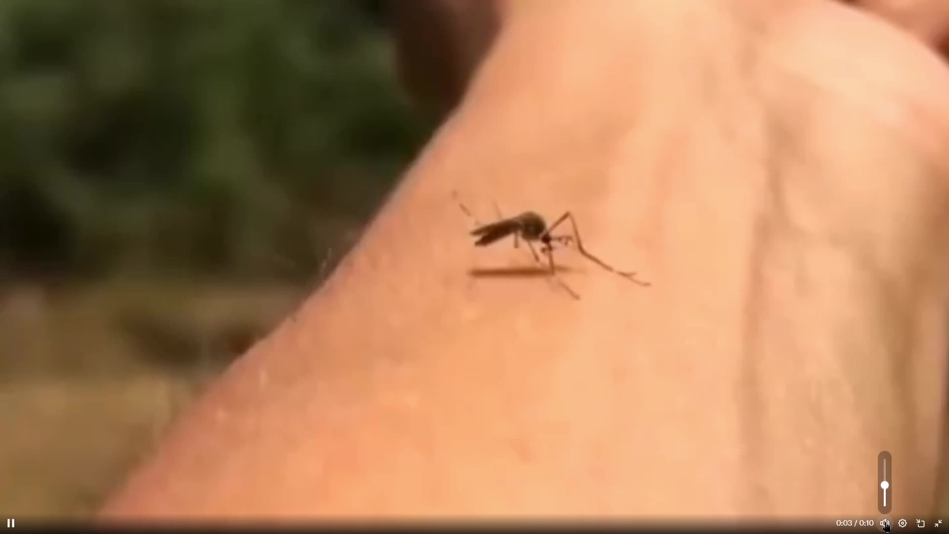 Did you know that you can do this? Flex a muscle while a mosquito bites and POP