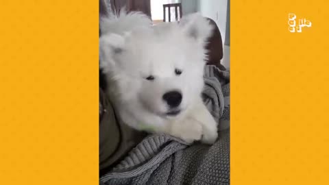 fluffy puppies