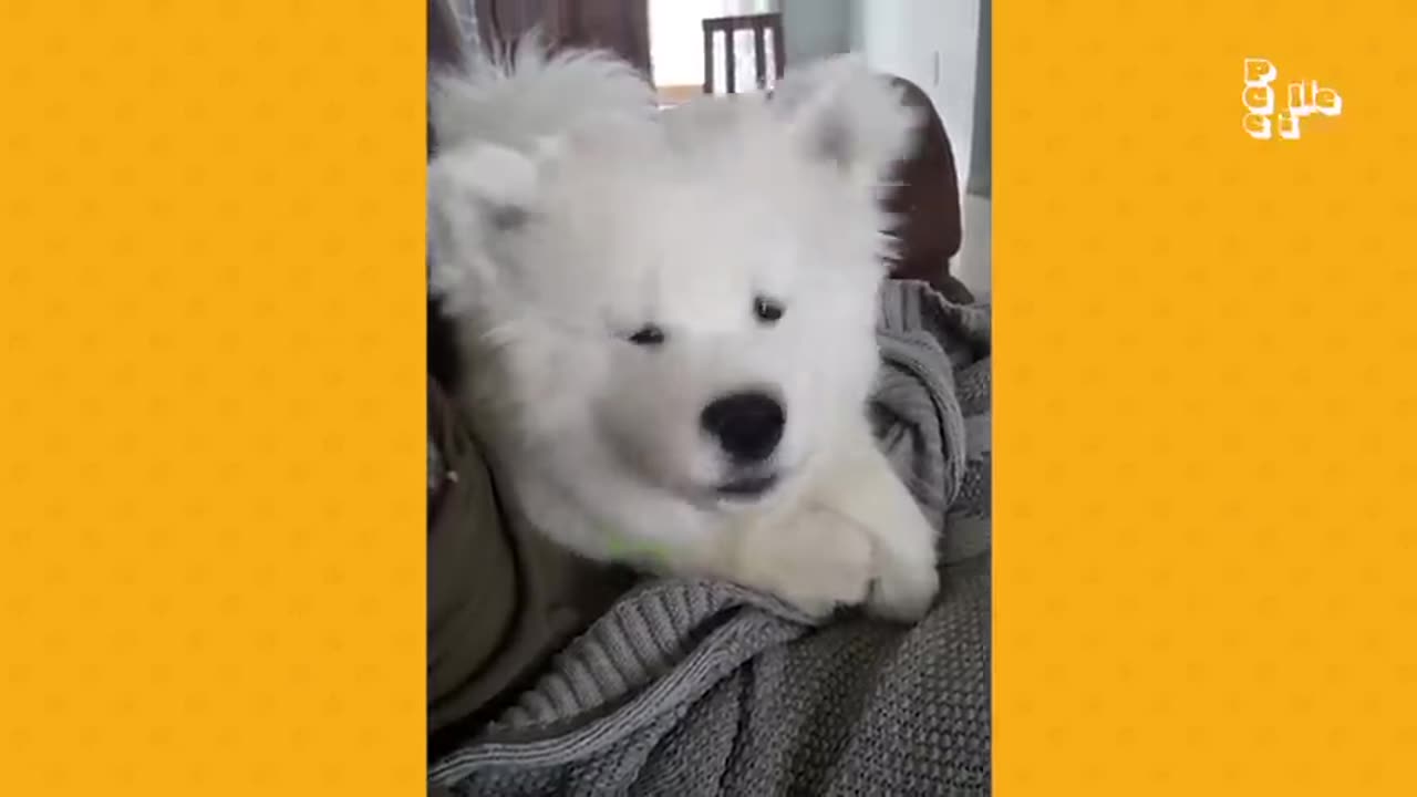 fluffy puppies