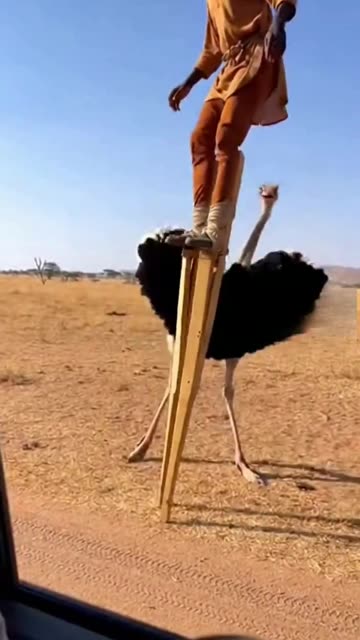 Wait for 0:08... 😱 Stilt Walkers vs Cheetah Chase (CRAZY ENDING) #funnyanimals #wildlife #horror
