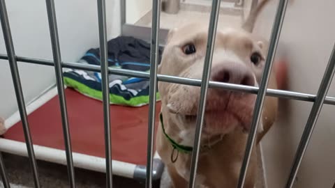 Gucci 5y A776378 kennel 203 PACC shelter kennel kinda hidden, guys super excited 4company20251119142