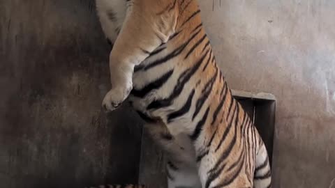 Tiger cub playing with his mother