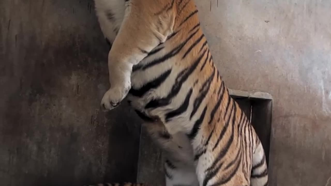 Tiger cub playing with his mother