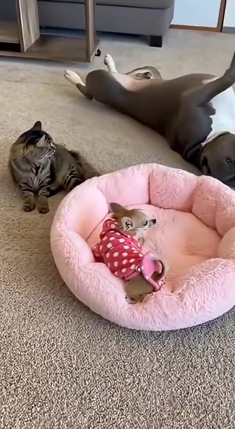 Car & Dogs Never Ending Stories 🫣😅😅