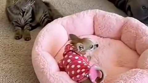 Car & Dogs Never Ending Stories 🫣😅😅