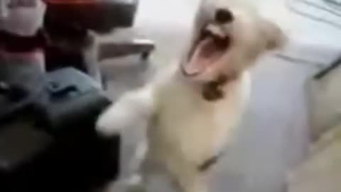 A Dog laughing like a crazy man🤣🤣