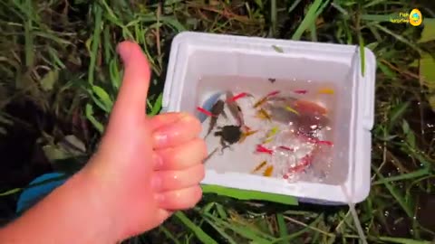 Great for catching colorful cave frogs, platy fish, goldfish, glass fish, Ranchu fish