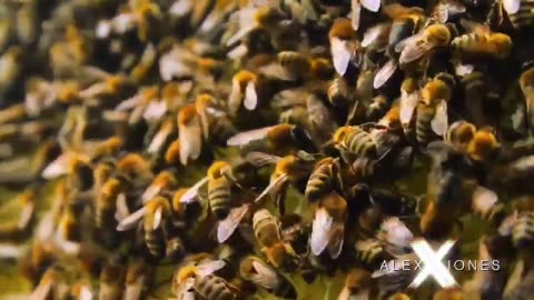 Remember.. Once the Bees and Plankton are gone, SO ARE WE!