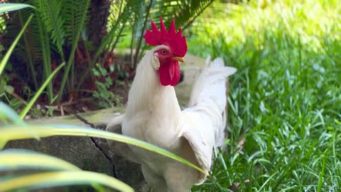 White Rooster