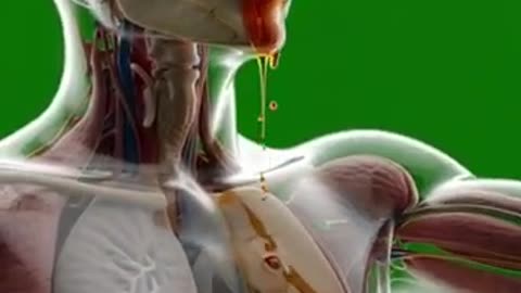 effect of honey in human body