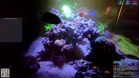 24/7 Real Live Reef Stream