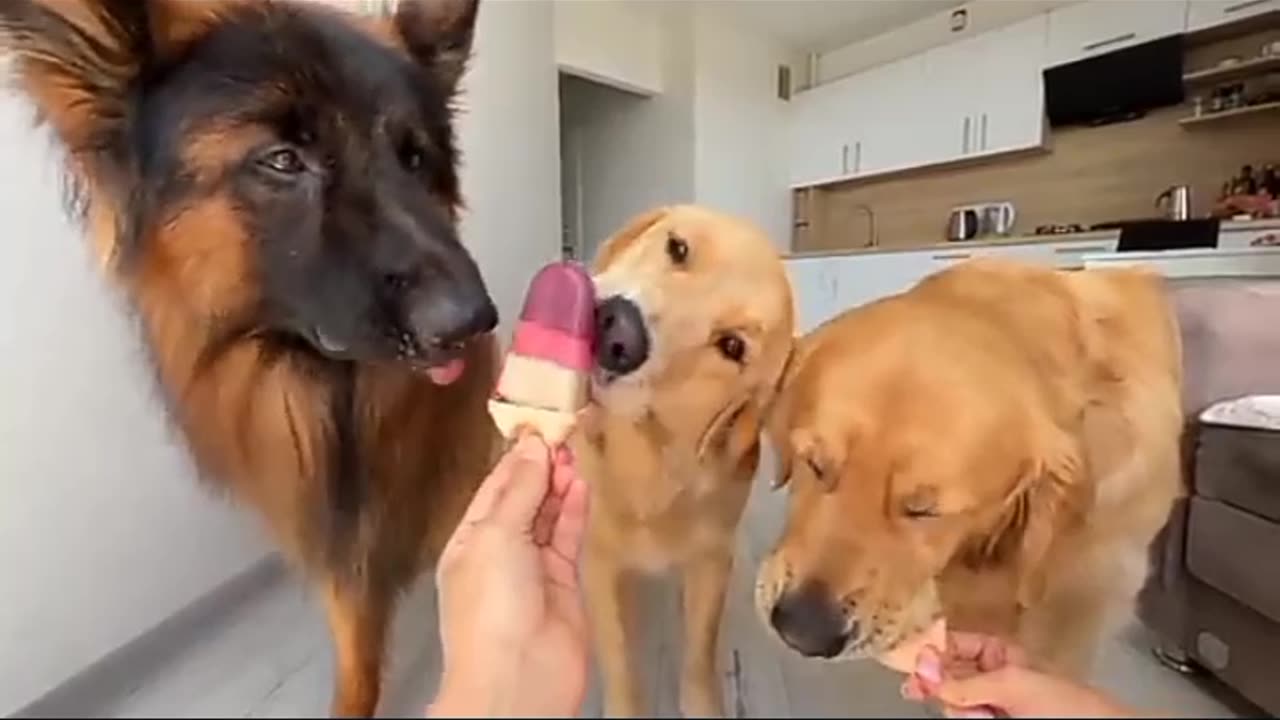 Dogs