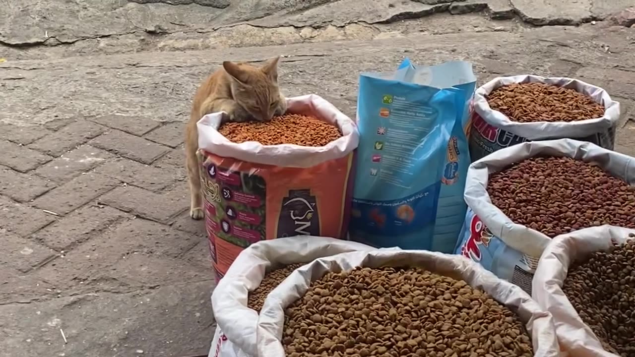 Stray Cat Sneaks a Free Meal From Pet Shop