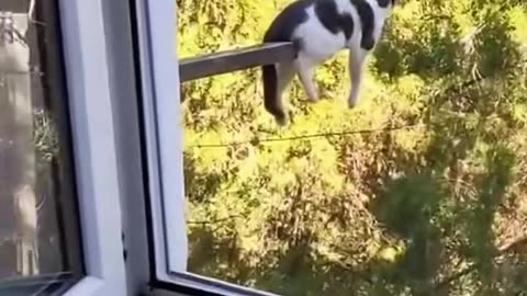Proof That Cats Are Actually Liquid