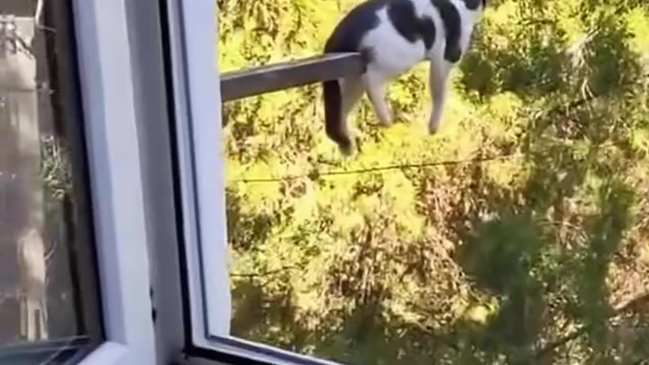 Proof That Cats Are Actually Liquid