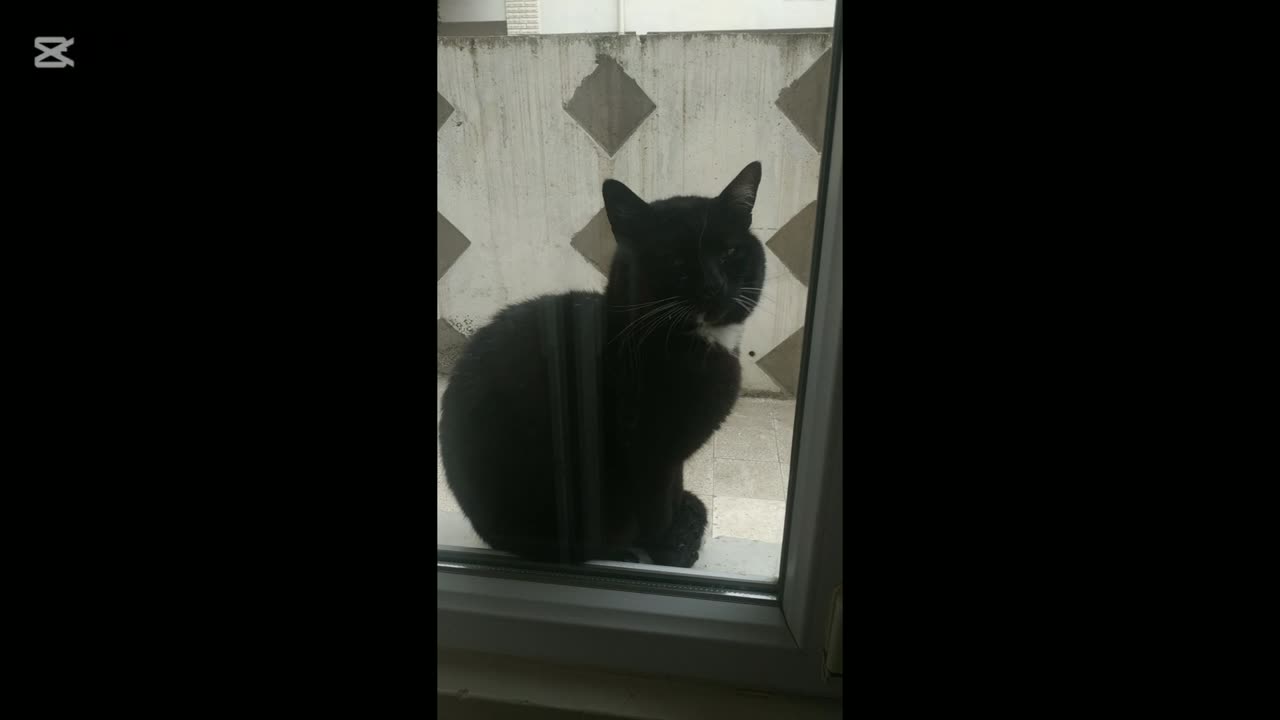 Coal Black Cat Conversation with My Son