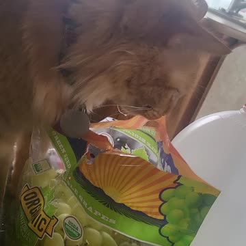 MacReady loves grape bags